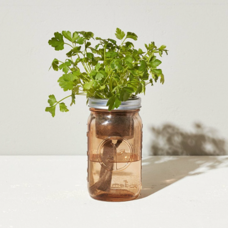 Garden Jar | Parsley